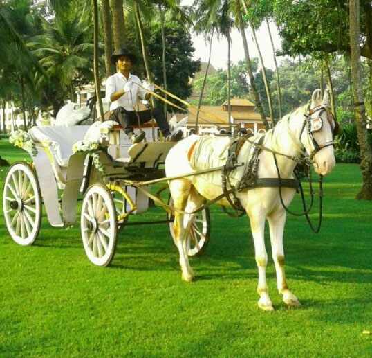 Horse Hire for all Occasion in Goa