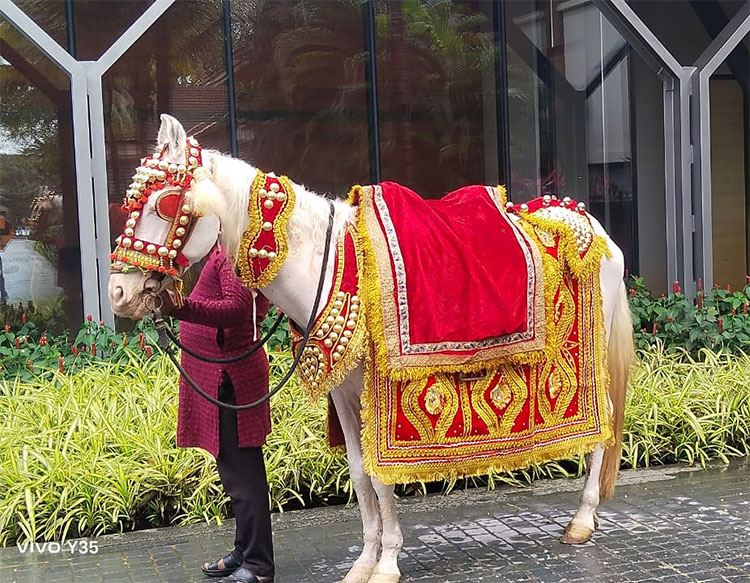 Horse Hire for all Occasion in Goa